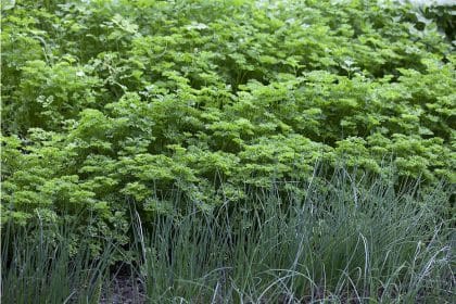 découvrez nos conseils pratiques pour tailler le persil efficacement et favoriser une croissance saine de vos plantes. apprenez les meilleures techniques pour récolter cette herbe aromatique tout en préservant sa saveur et ses bienfaits.