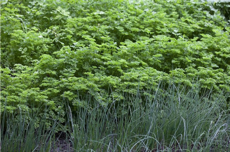 découvrez nos conseils pratiques pour tailler le persil efficacement et favoriser une croissance saine de vos plantes. apprenez les meilleures techniques pour récolter cette herbe aromatique tout en préservant sa saveur et ses bienfaits.