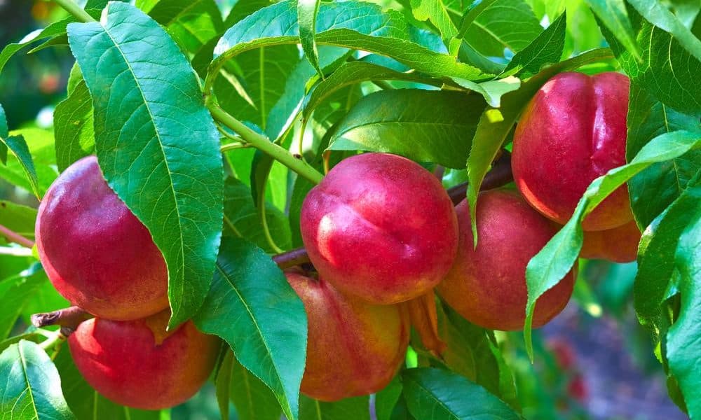 découvrez les secrets pour réussir la pousse du noyau de brugnon et faire germer votre propre arbre fruitier. suivez nos conseils pratiques et profitez d'une récolte juteuse dans votre jardin !