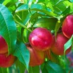 découvrez les secrets pour réussir la pousse du noyau de brugnon et faire germer votre propre arbre fruitier. suivez nos conseils pratiques et profitez d'une récolte juteuse dans votre jardin !