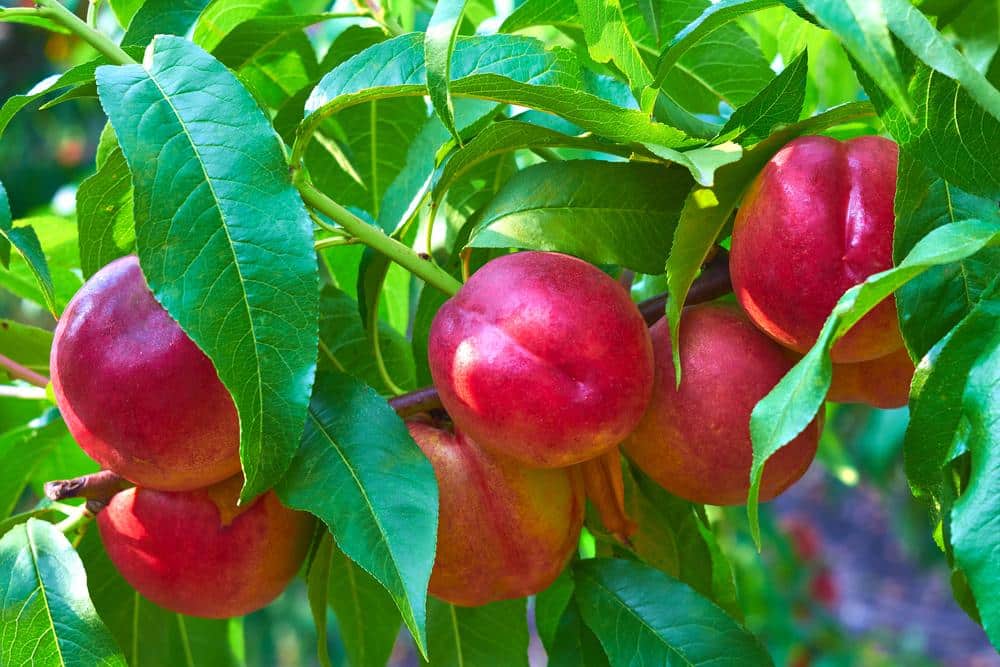 découvrez les secrets pour réussir la pousse du noyau de brugnon et faire germer votre propre arbre fruitier. suivez nos conseils pratiques et profitez d'une récolte juteuse dans votre jardin !