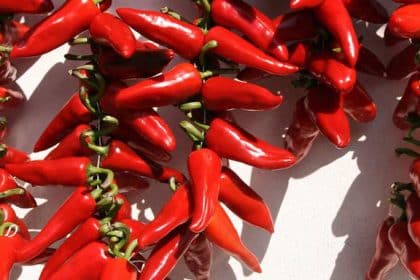 découvrez comment congeler des piments tout en préservant leur saveur éclatante. suivez nos conseils pratiques pour conserver la fraîcheur et l'arôme de vos piments, afin de les savourer tout au long de l'année.