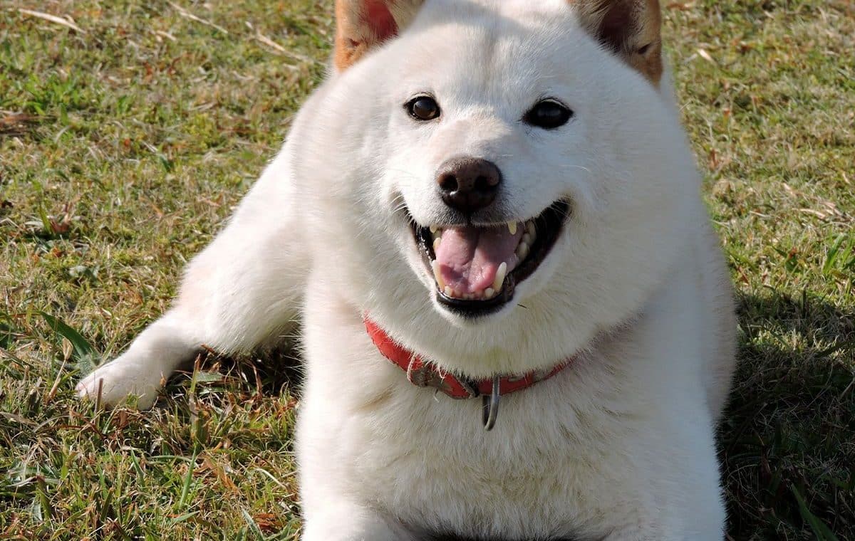 découvrez les caractéristiques uniques et les soins essentiels pour votre shiba inu femelle. apprenez à connaître son tempérament, ses besoins en exercice et ses conseils d'entretien pour garantir son bien-être et sa santé.