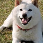 découvrez les caractéristiques uniques et les soins essentiels pour votre shiba inu femelle. apprenez à connaître son tempérament, ses besoins en exercice et ses conseils d'entretien pour garantir son bien-être et sa santé.