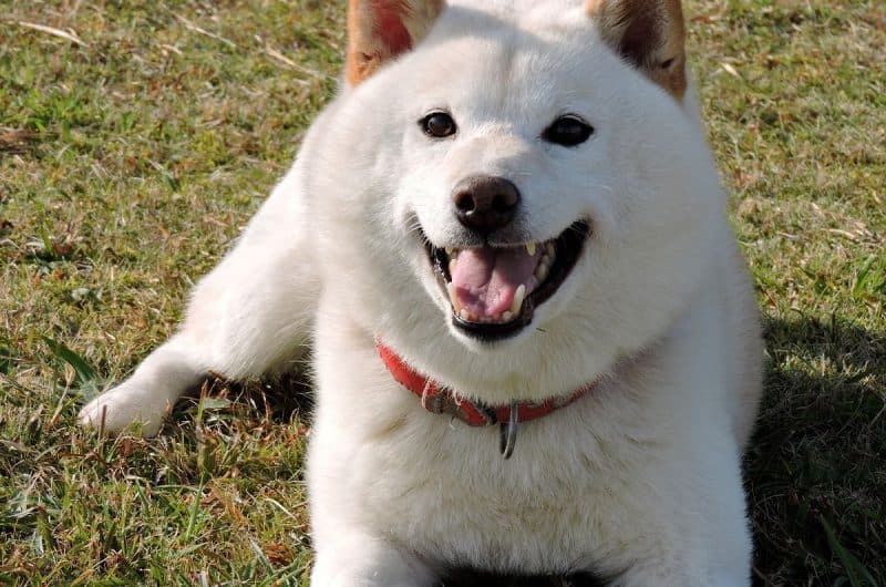 découvrez les caractéristiques uniques et les soins essentiels pour votre shiba inu femelle. apprenez à connaître son tempérament, ses besoins en exercice et ses conseils d'entretien pour garantir son bien-être et sa santé.